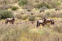 Oryx Antelopes