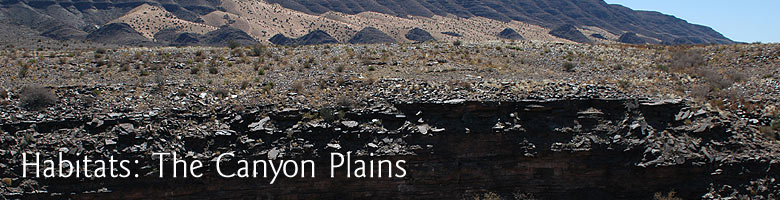 Habitats: The Canyon Plains