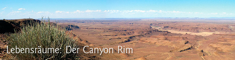 Lebensräume: Der Canyon Rim